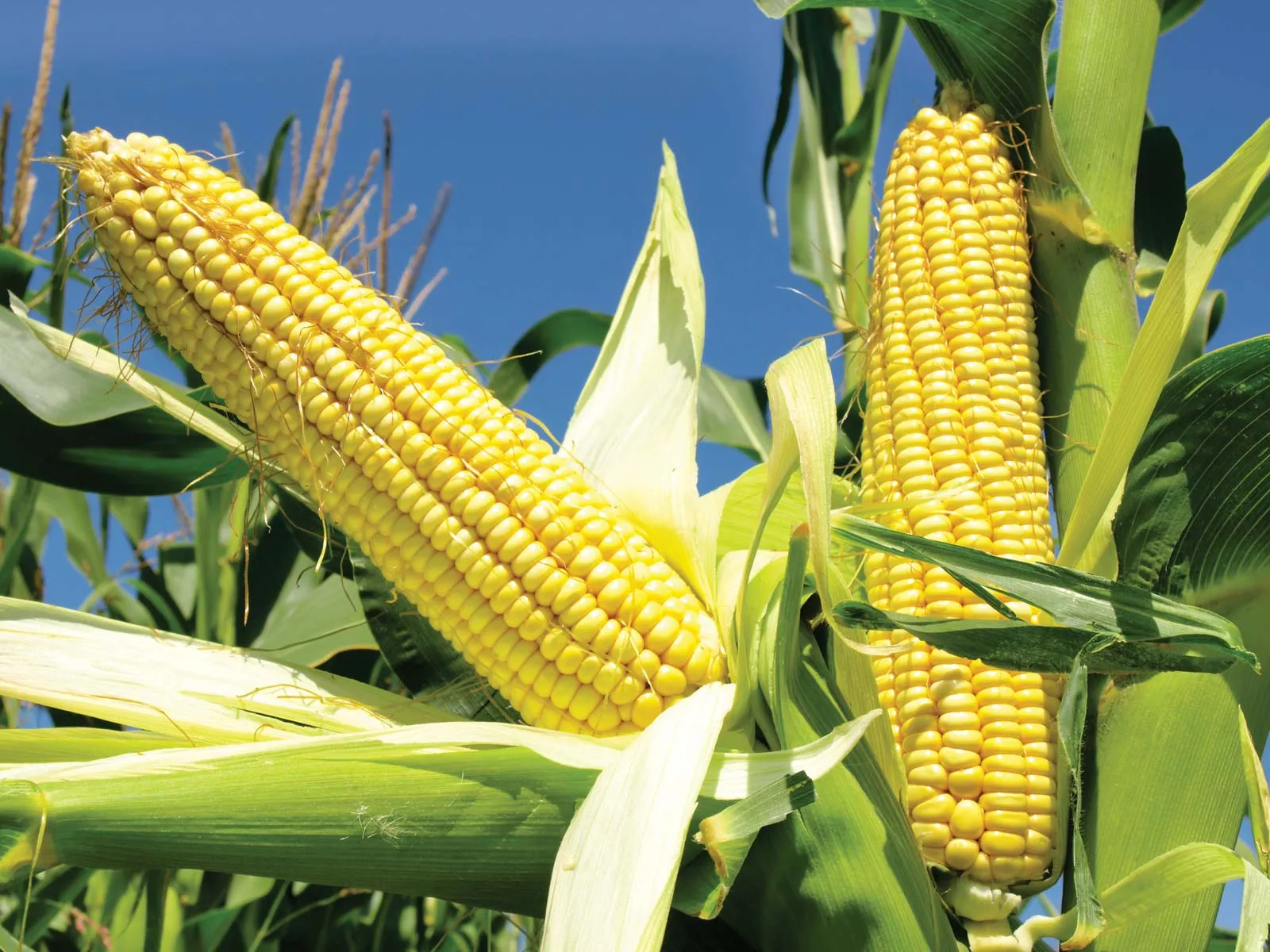 Corn Farm in Punjab