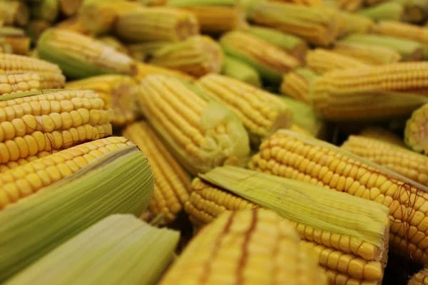 Yellow Corn