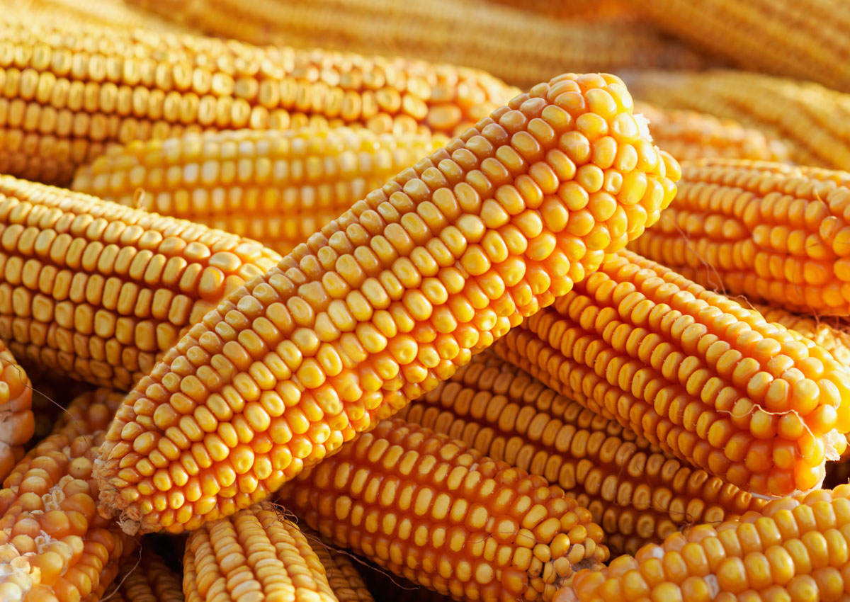 Golden Corns