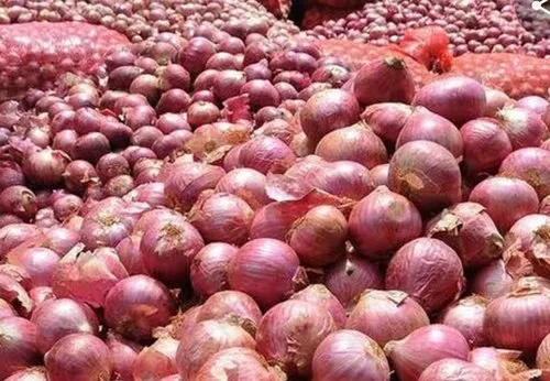 Onion Farm in Punjab