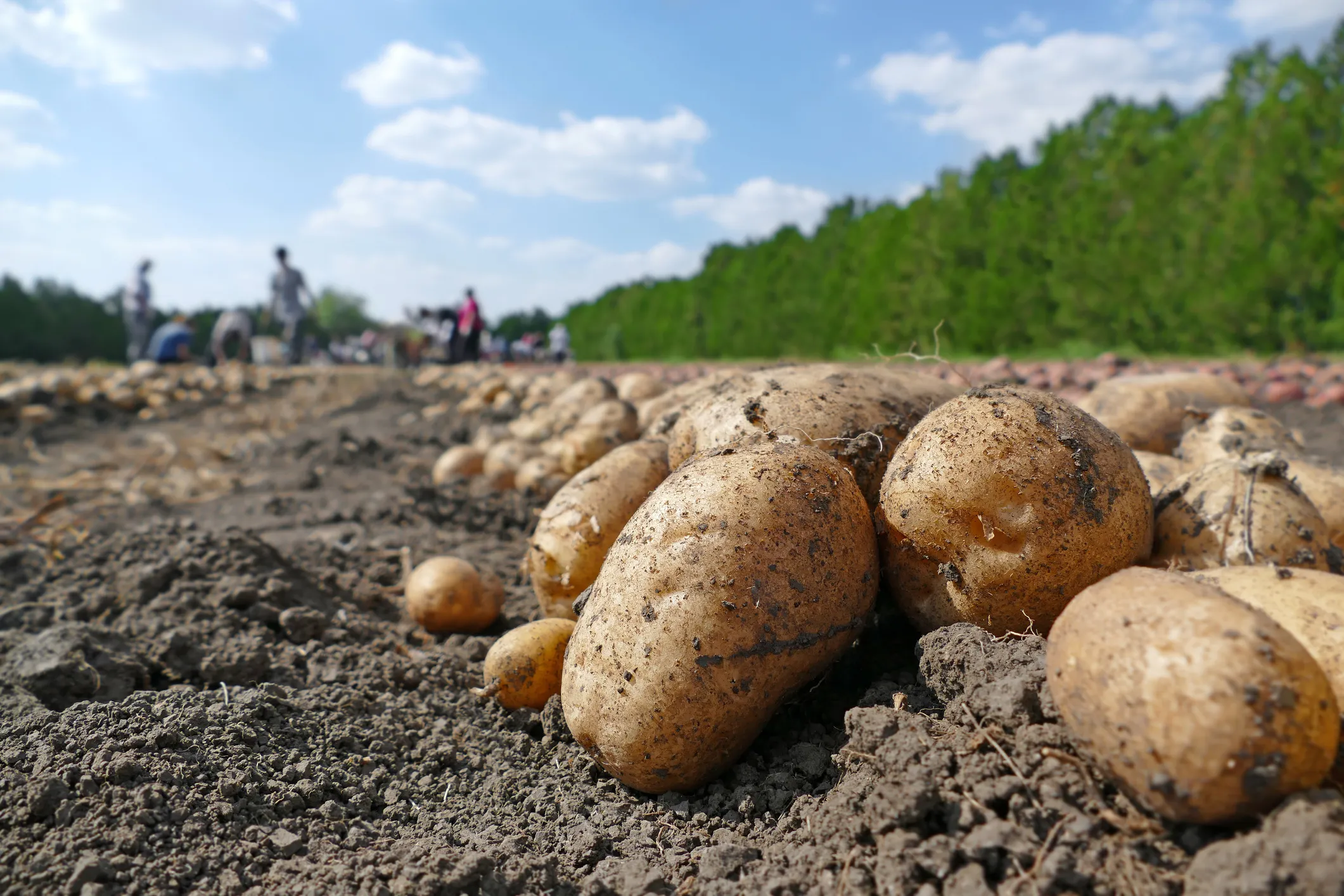 Potato Farm in Punjab